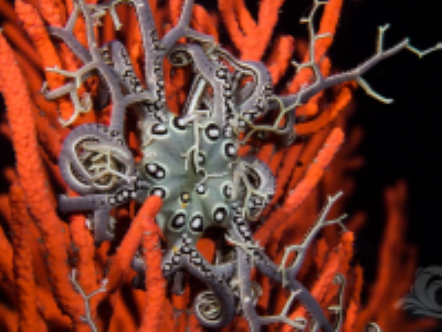 basket star