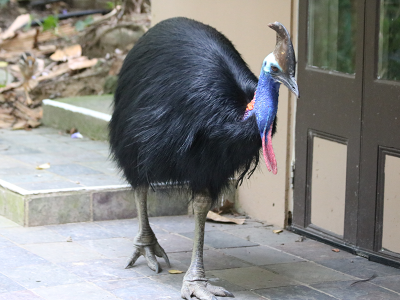 cassowary