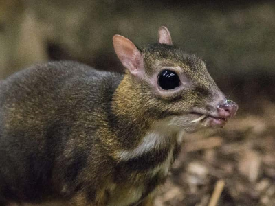 chevrotain