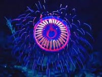 firework jellyfish