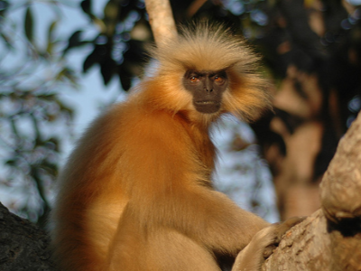 golden langur