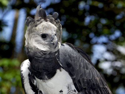 harpy eagle