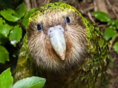 kakapo