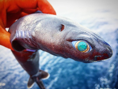 kitefin shark