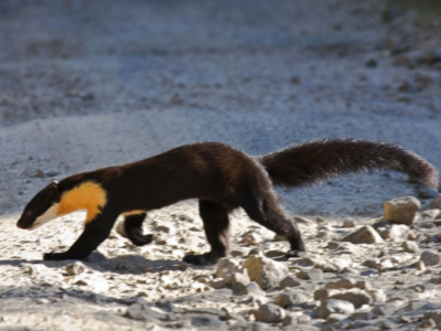 nilgiri marten