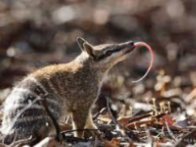 numbat