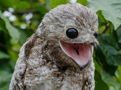 potoo