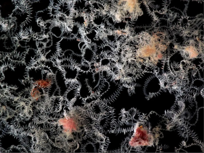 ramisyllis multicaudata