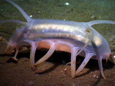 sea pig