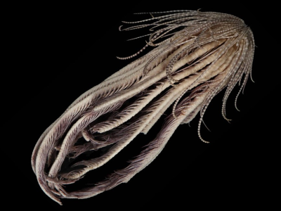 strawberry starfeather