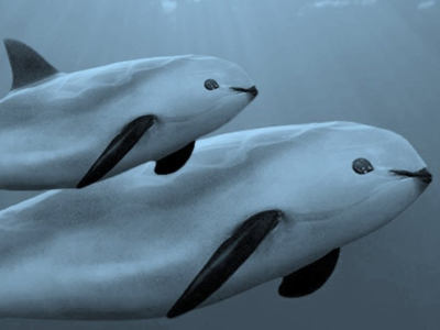 vaquitas