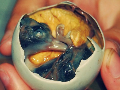 balut