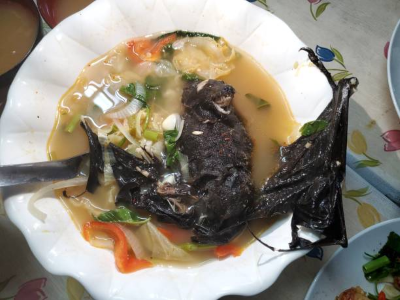 fruit bat soup