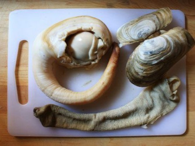 geoduck