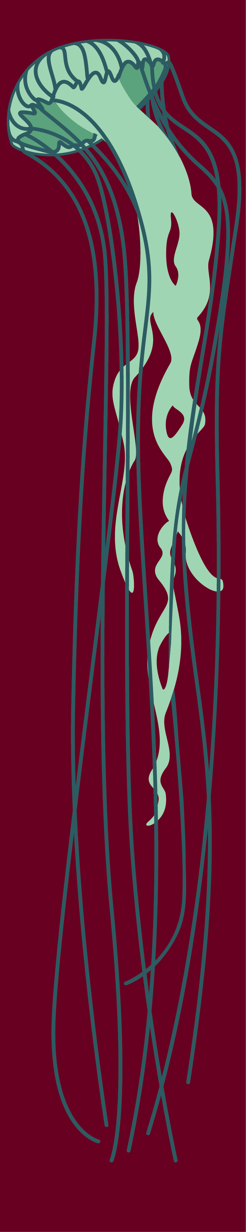 jellyfish graphic