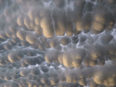 mammatus