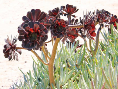 black tree aeonium