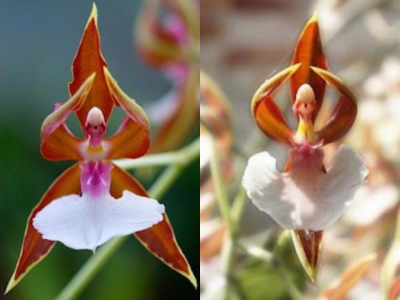 ballerina orchid