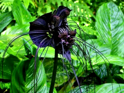 bat flower