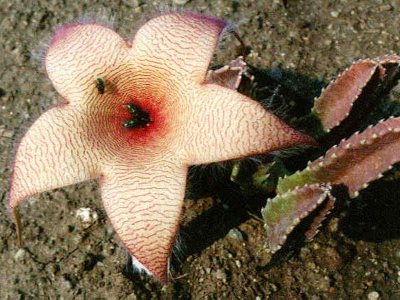 carrion flower