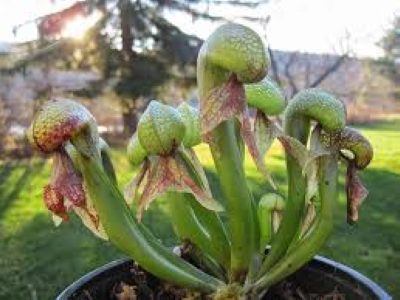 cobra lily