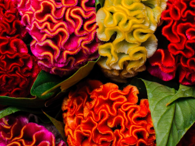 cockscomb