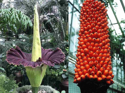 corpse flower