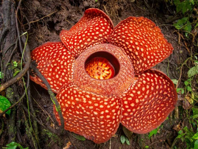 corpse lily