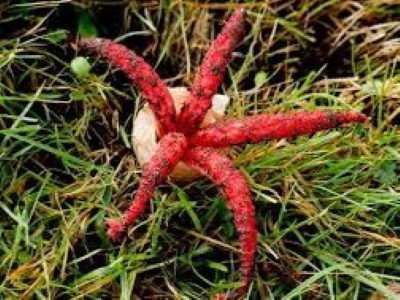devils fingers
