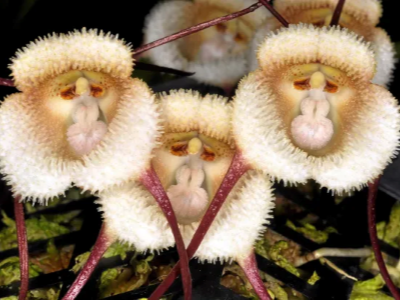dracula orchid