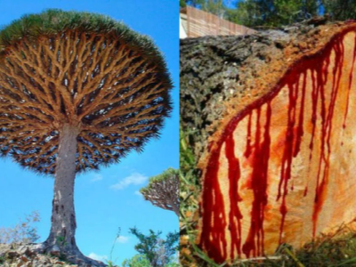 dragon blood tree