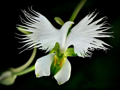 egret orchid