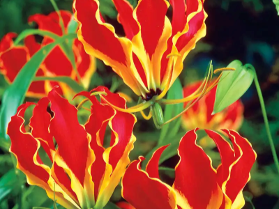 flame lily