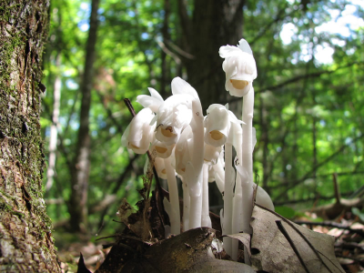ghost pipe