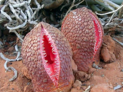 hydnora