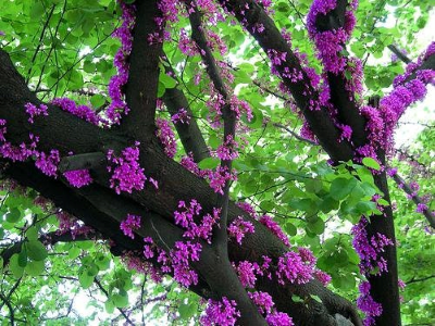 judas tree