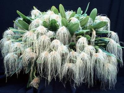 medusa orchid