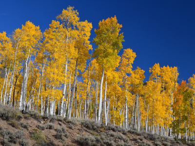 pando