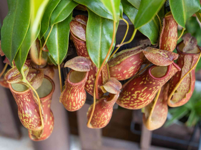 pitcher_plant