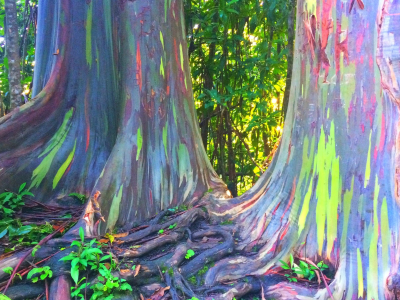 rainbow tree