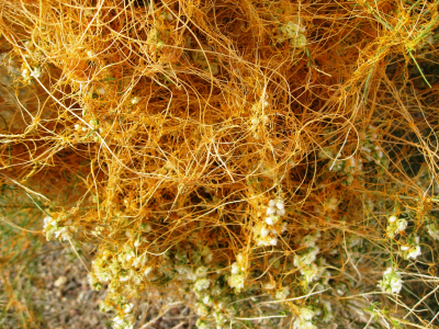 strangleweed