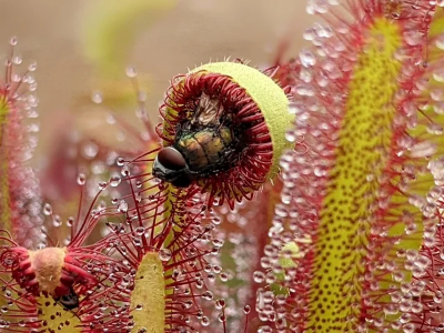 sundew