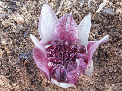 underground orchid